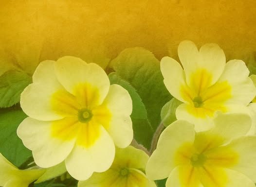 Jagorčevina leči srčane bolesti, čisti pluća i bubrege!