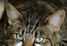 ZAŠTO MAČKA PRATI VLASNIKA U STOPU: Ako ide s vama čak i u WC, EVO ŠTA VAM PORUČUJUE