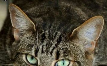 ZAŠTO MAČKA PRATI VLASNIKA U STOPU: Ako ide s vama čak i u WC, EVO ŠTA VAM PORUČUJUE