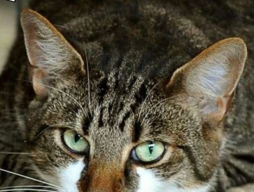 ZAŠTO MAČKA PRATI VLASNIKA U STOPU: Ako ide s vama čak i u WC, EVO ŠTA VAM PORUČUJUE