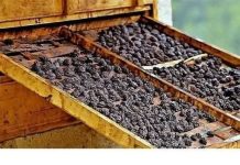 Osteoporoza: Suhe šljive mogu pomoći u očuvanju koštane mase, u borbi protiv upale