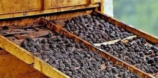 Osteoporoza: Suhe šljive mogu pomoći u očuvanju koštane mase, u borbi protiv upale