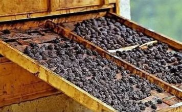 Osteoporoza: Suhe šljive mogu pomoći u očuvanju koštane mase, u borbi protiv upale