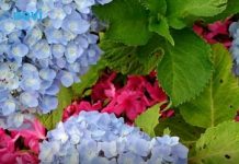 Ako ovo učinite u decembru, hortenzije će vam na proljeće procvjetati jače nego ikad