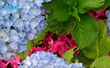 Ako ovo učinite u decembru, hortenzije će vam na proljeće procvjetati jače nego ikad