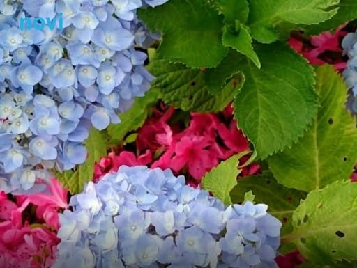 Ako ovo učinite u decembru, hortenzije će vam na proljeće procvjetati jače nego ikad