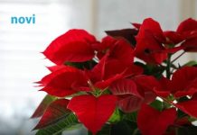 Kako da vam božićna zvijezda dugo cvjeta? Otkrivamo vam jednostavan trik