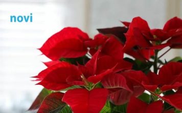 Kako da vam božićna zvijezda dugo cvjeta? Otkrivamo vam jednostavan trik