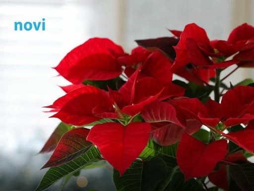 Kako da vam božićna zvijezda dugo cvjeta? Otkrivamo vam jednostavan trik