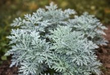 Liječi nesanicu, kurje očI i “smrt” je za gljivice i bakterije: napravite čaj ili kupku od moćne biljke u koju se i ljekari kunu