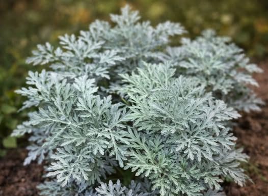 Liječi nesanicu, kurje očI i “smrt” je za gljivice i bakterije: napravite čaj ili kupku od moćne biljke u koju se i ljekari kunu