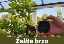 Želite brzo razmnožiti limun? OVA metoda uvijek funkcionira