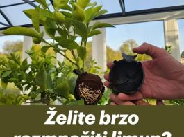 Želite brzo razmnožiti limun? OVA metoda uvijek funkcionira