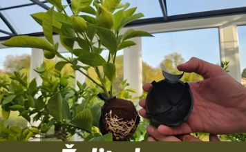 Želite brzo razmnožiti limun? OVA metoda uvijek funkcionira