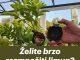 Želite brzo razmnožiti limun? OVA metoda uvijek funkcionira
