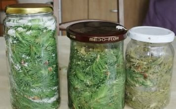Recept za SIRUP OD BOROVIH IGLICA protiv kašlja, bronhitisa, upale grla, za jak imunitet i gastritis
