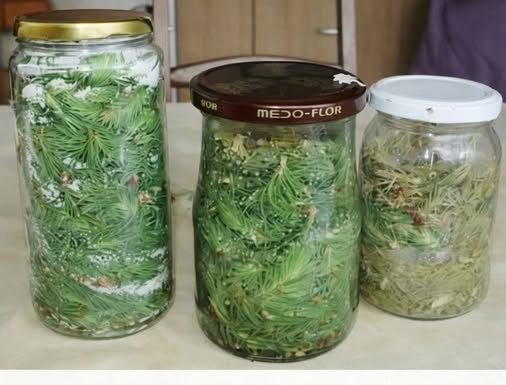 Recept za SIRUP OD BOROVIH IGLICA protiv kašlja, bronhitisa, upale grla, za jak imunitet i gastritis