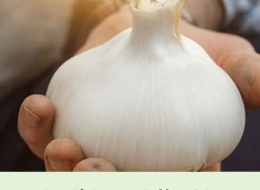 Beli Luk: Prirodni Superheroj u Borbi Protiv 14 Vrsta Bakterija i 13 Vrsta Infekcija – Zašto Ga Nazivamo Najmoćnijim Antibiotikom Prirode?