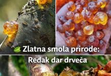 Ova smola je veoma skupa jer je veoma moćna. Većina ljudi nema pojma…