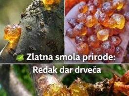 Ova smola je veoma skupa jer je veoma moćna. Većina ljudi nema pojma…