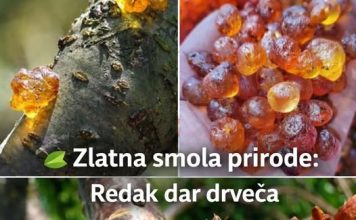 Ova smola je veoma skupa jer je veoma moćna. Većina ljudi nema pojma…