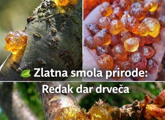 Ova smola je veoma skupa jer je veoma moćna. Većina ljudi nema pojma…