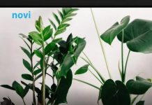 Pelcer ove biljke nabavite prije Nove godine: Zeleni magnet za novac, buja i bez brige