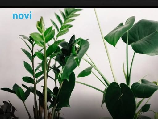 Pelcer ove biljke nabavite prije Nove godine: Zeleni magnet za novac, buja i bez brige