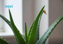 Viralni trik uz koji će vam aloa cvjetati kao luda: Svi su oduševljeni