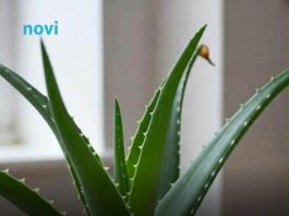 Viralni trik uz koji će vam aloa cvjetati kao luda: Svi su oduševljeni