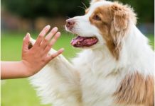 Srušen mit o sedam ljudskih godina: Evo kako izračunati koliko godina ima vaš pas