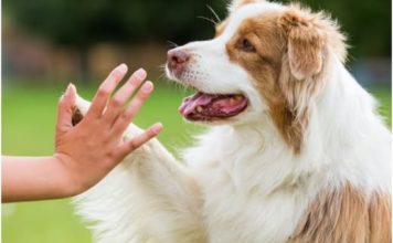 Srušen mit o sedam ljudskih godina: Evo kako izračunati koliko godina ima vaš pas