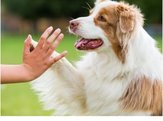 Srušen mit o sedam ljudskih godina: Evo kako izračunati koliko godina ima vaš pas