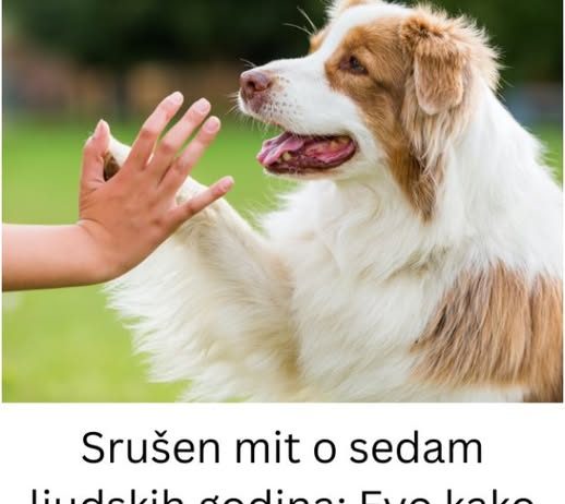 Srušen mit o sedam ljudskih godina: Evo kako izračunati koliko godina ima vaš pas