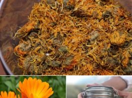 ČAJ OD NEVENA – NEVJEROVATNO KORISTAN, POSEBNO ZA ŽENE