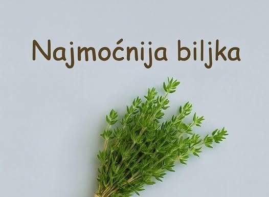 Najzdravija biljka koja smanjuje upale i loš holesterol: Zovu je kraljicom začina jer od nje strahuju bakterije