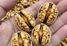 Ljekari otkrivaju: Šta jedenje oraha može učiniti za vaše zdravlje