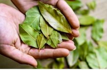 Ovaj list je u stanju da temeljno očisti pluća za samo 3 dana!