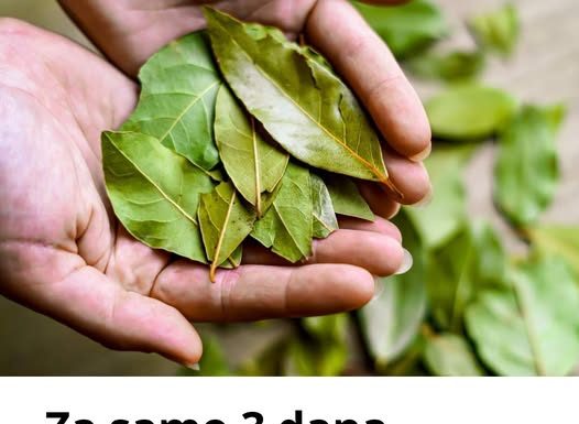 Ovaj list je u stanju da temeljno očisti pluća za samo 3 dana!