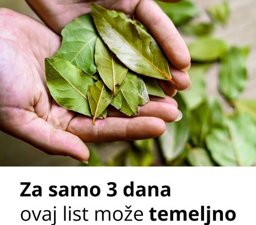 Ovaj list je u stanju da temeljno očisti pluća za samo 3 dana!