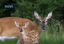 Znate li kako se zove mladunče košute: Nije lane