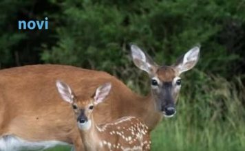 Znate li kako se zove mladunče košute: Nije lane