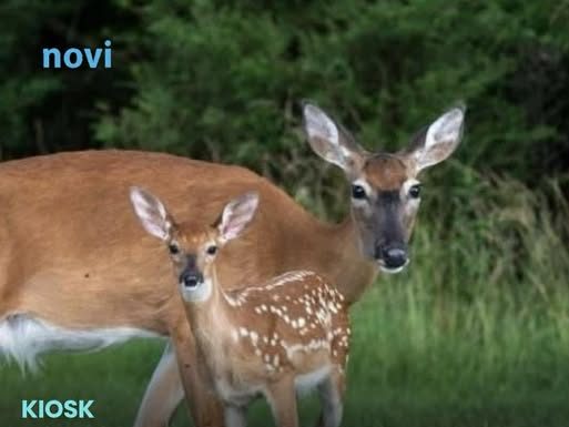 Znate li kako se zove mladunče košute: Nije lane