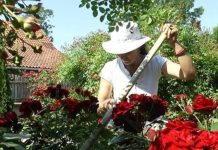 Veruje se da ova biljka donosi smrt: Nikada je ne sadite, a ako je dobijete na poklon – odmah je bacite iz kuće