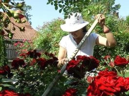 Veruje se da ova biljka donosi smrt: Nikada je ne sadite, a ako je dobijete na poklon – odmah je bacite iz kuće