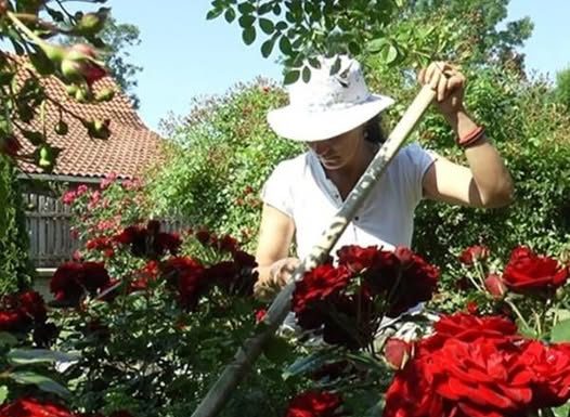Veruje se da ova biljka donosi smrt: Nikada je ne sadite, a ako je dobijete na poklon – odmah je bacite iz kuće