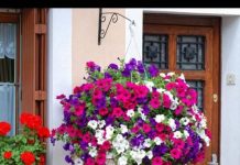 Posadite ovo cvijeće u februaru i imaćete najljepši balkon: Bujaće od proljeća do jeseni