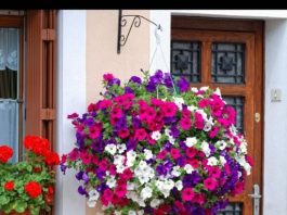 Posadite ovo cvijeće u februaru i imaćete najljepši balkon: Bujaće od proljeća do jeseni