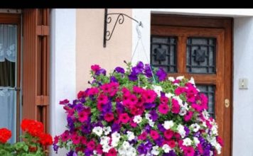 Posadite ovo cvijeće u februaru i imaćete najljepši balkon: Bujaće od proljeća do jeseni