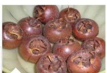 OVU BILJKU SVI ZAOBILAZIMO, A NISMO NI SVJESNI KOLIKO VRIJEDI: Evo zašto treba jesti MUŠMULE